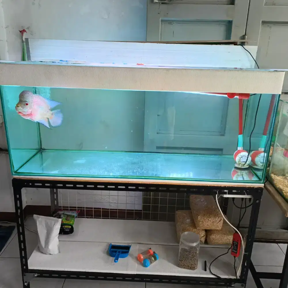 Ikan louhan Dan aquarium set