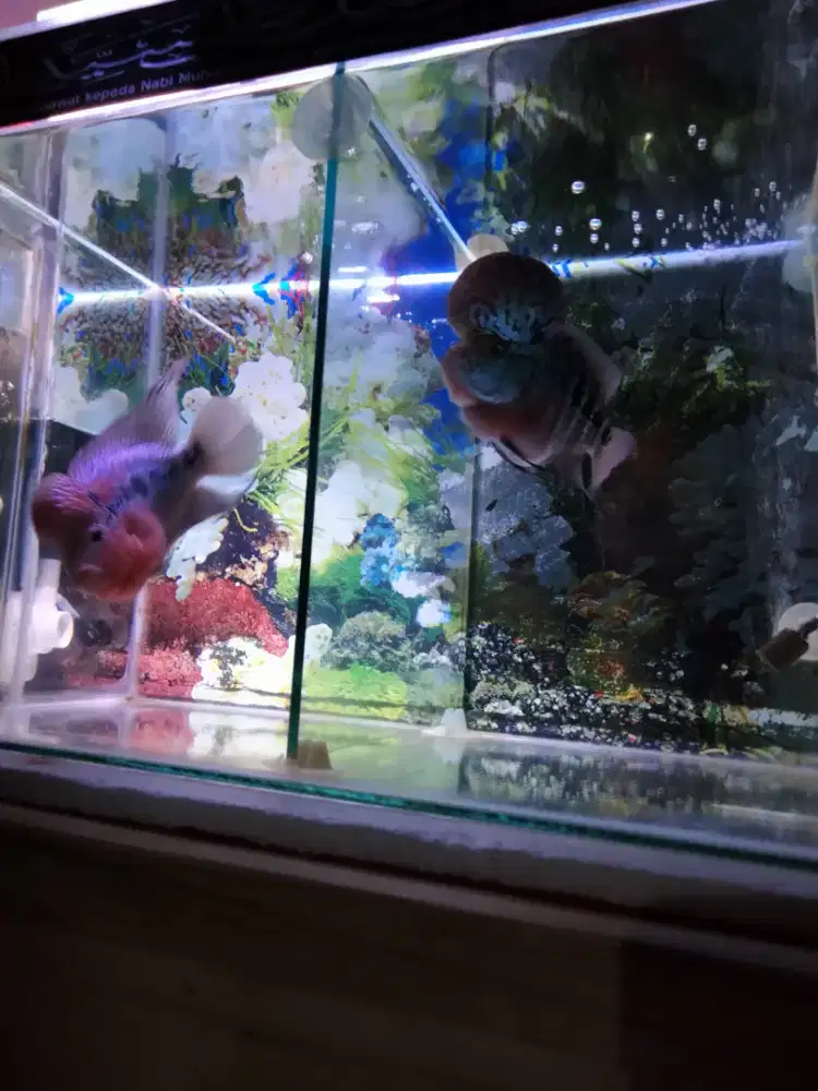 Ikan louhan srd super jenong