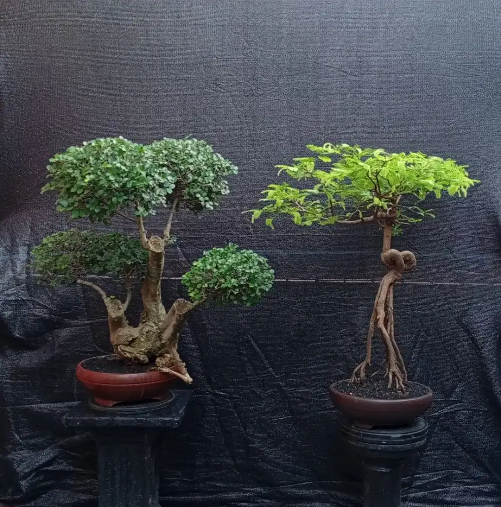 Bonsai asem & serut antik