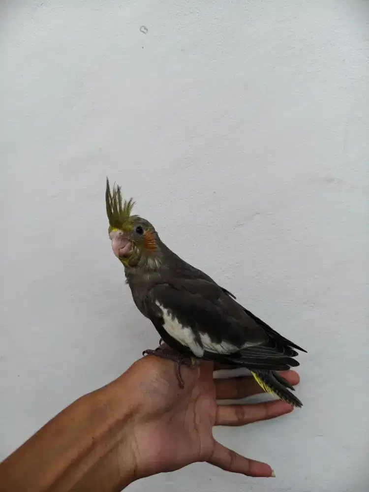 Burung falk parkit australia lolohan jitot