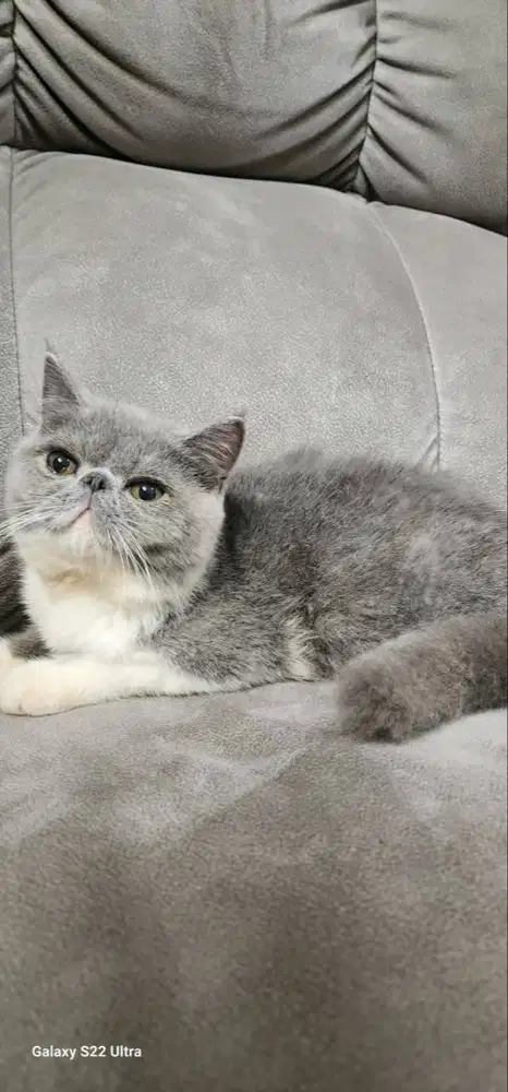 jual cepat persia peaknose usia 4 bulan jantan/betina