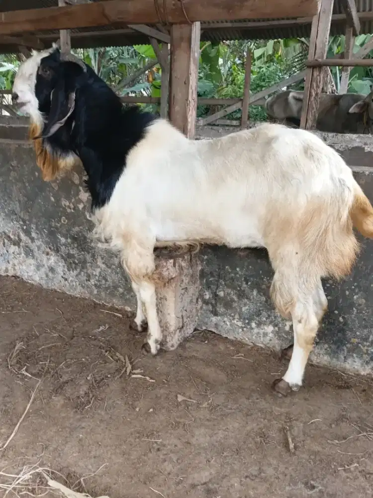 Aqiqah-nazar-daging kambing dan kambing guling 2026