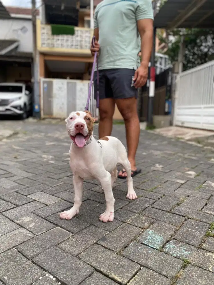 Pitbul Betina Super Jumbo 2bulan