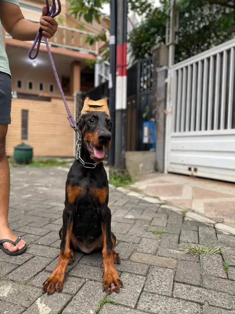 Doberman Betina Super Quality