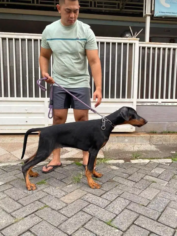 Doberman Jantan Super Bigsize anak Import SERBIA