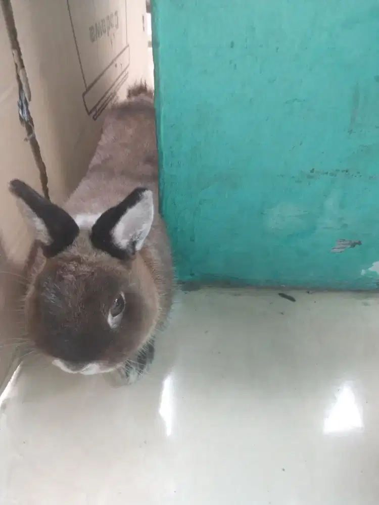 Kelinci ND ( Netherland Dwarf )