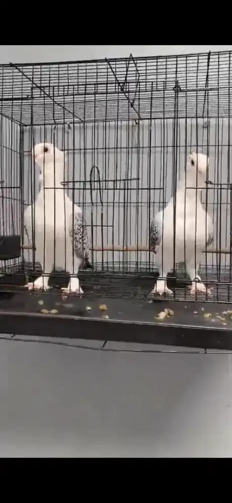 Burung santinet
