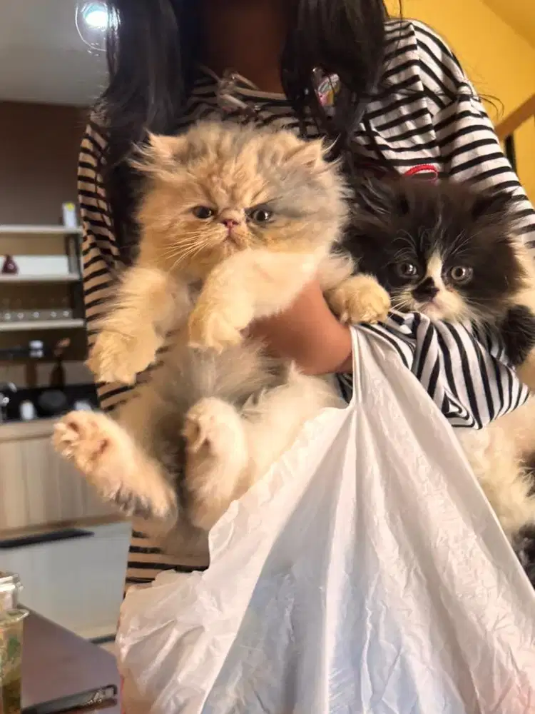 Jual kitten kucing