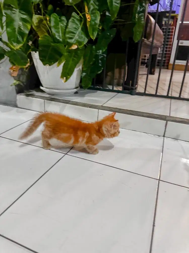 MUNCHKIN JANTAN