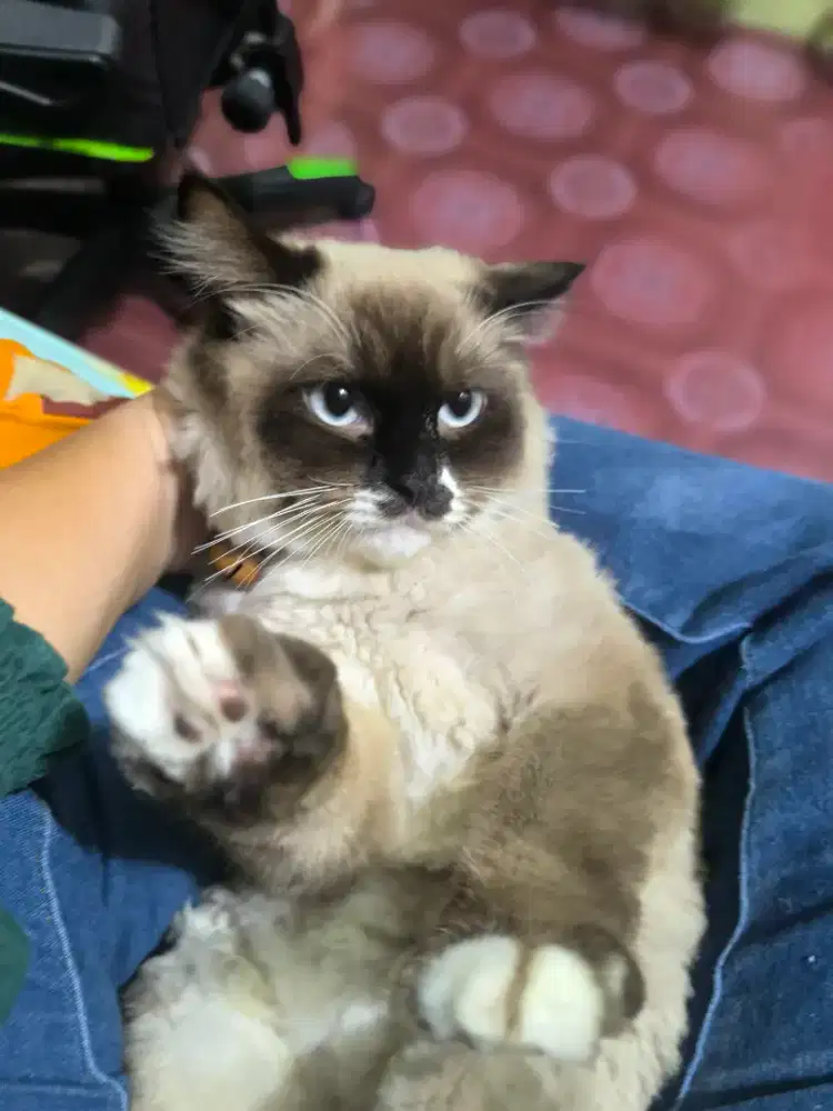 KUCING HIMALAYA coklat hitam