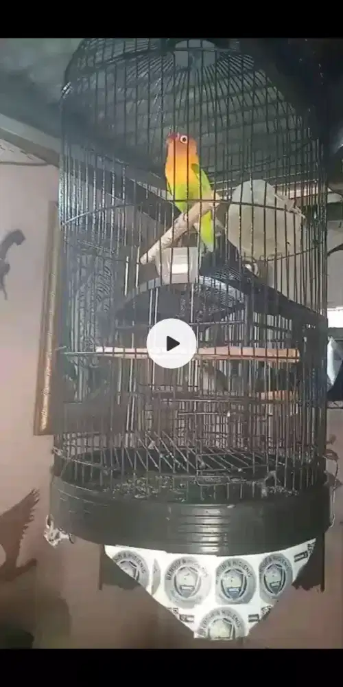 Burung LB Pasjo