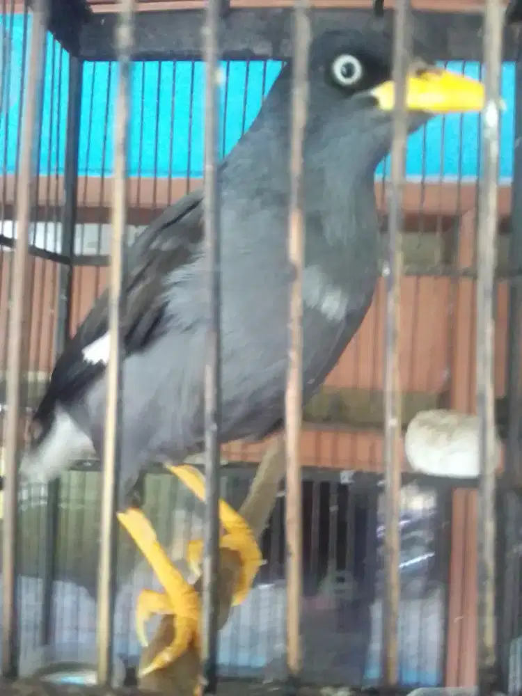 BUAT KOLEKSI NYA NI JALAK KEBO GACOR BISA NGOMONG MATA PUTIH 1 JUTA