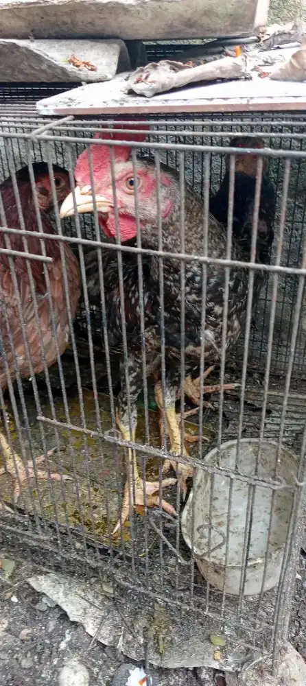 Ayam kampung atau jowo kiloan bobot ± 1kg