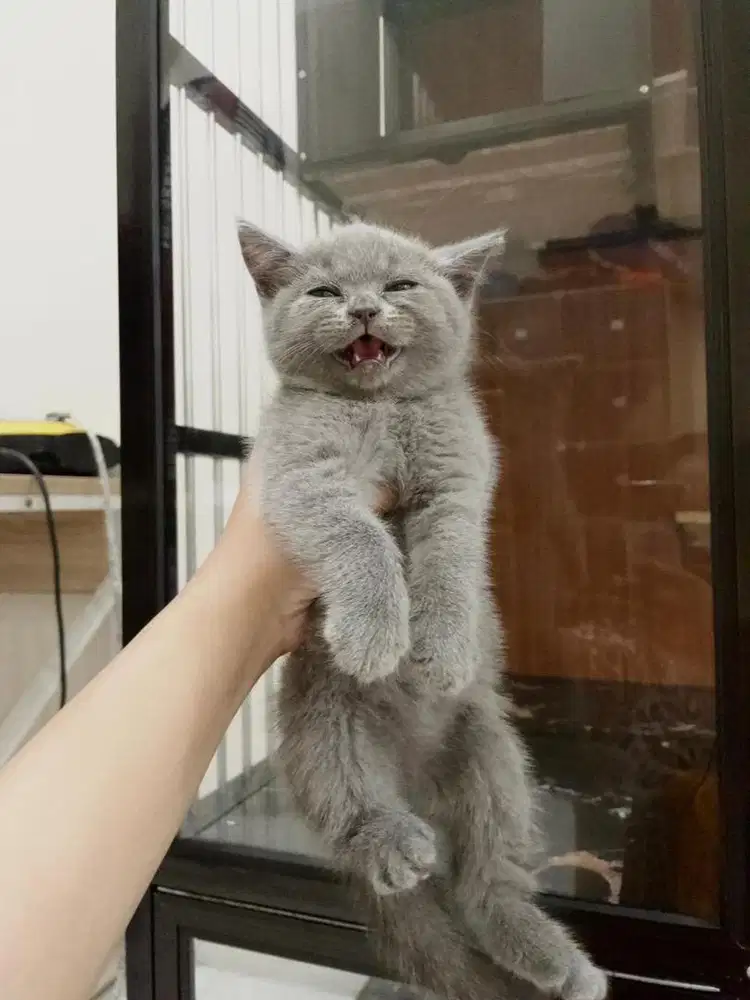 Anak Kucing BSH British Short Hair Gemoy Siap Adopsi