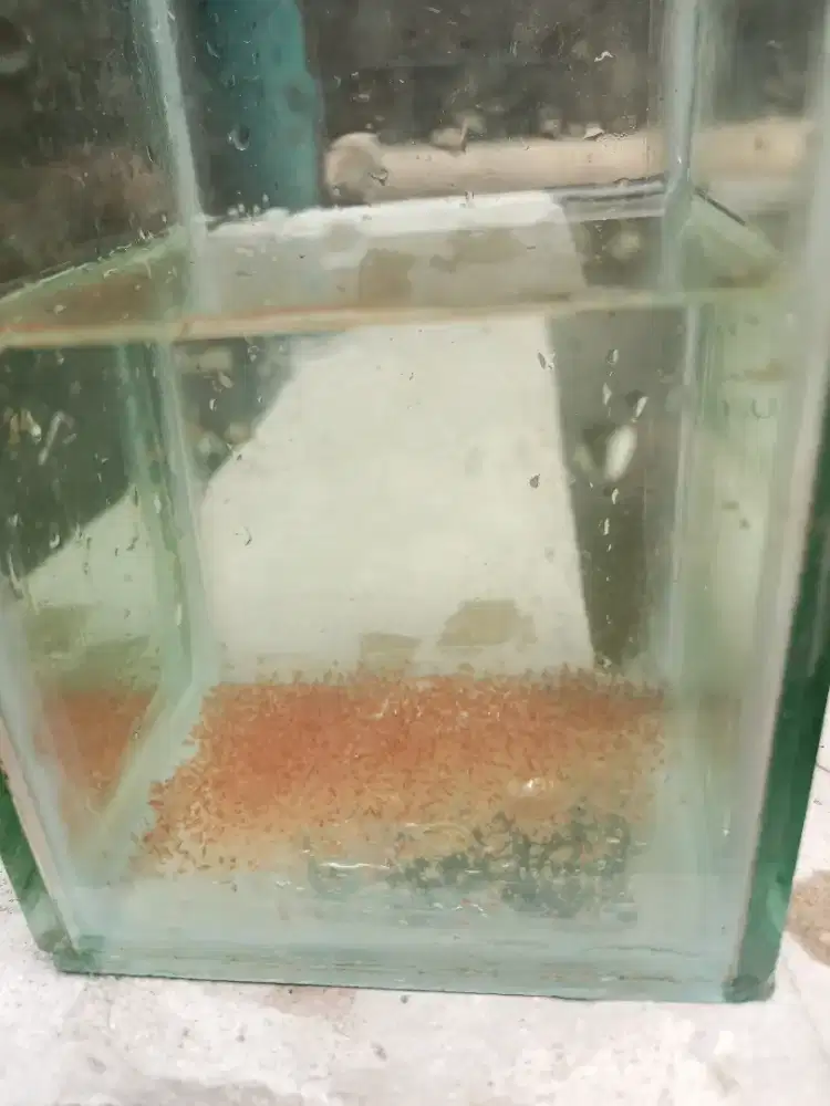Kutu air dapnya magna