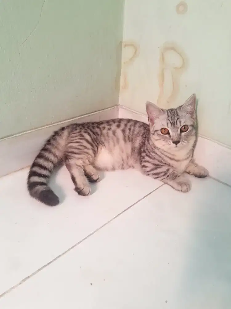KUCING MUNCHKIN CEBOL JANTAN WARNA UNIK GANTENG