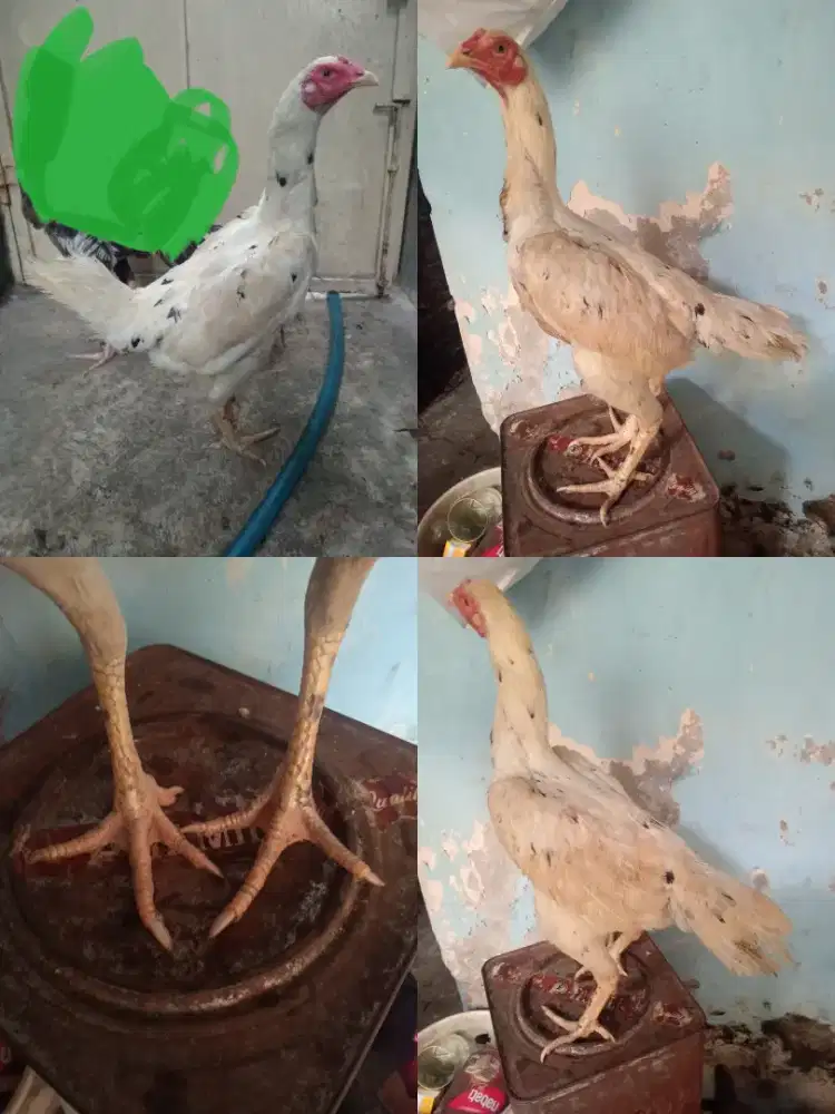 Ayam betina Bangkok klasik main ada brakot nya