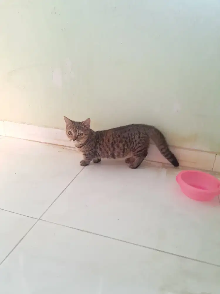 KUCING MUNCHKIN CEBOL BETINA LUCU IMUT