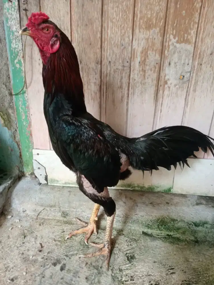 Ayam Bangkok ukuran 5,5