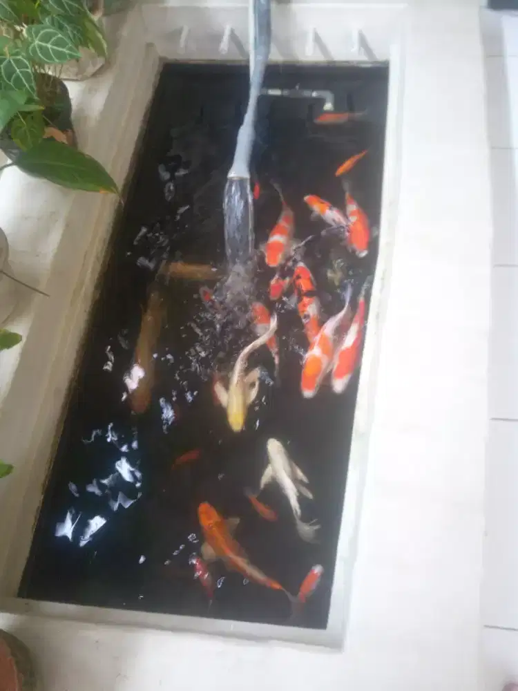 Jual borongan ikan koi sekolam