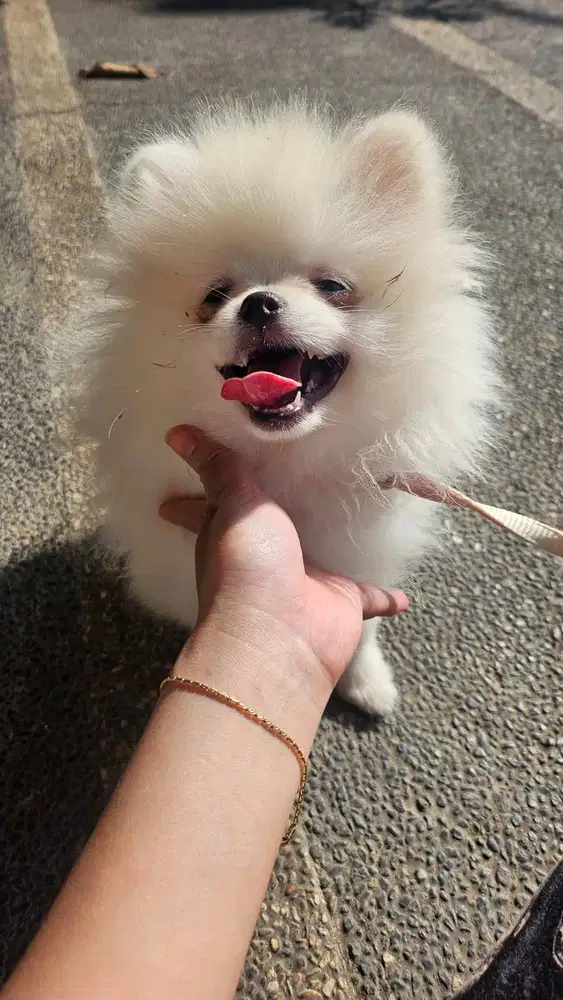 MINI POMERANIAN PUTIH ANAKAN