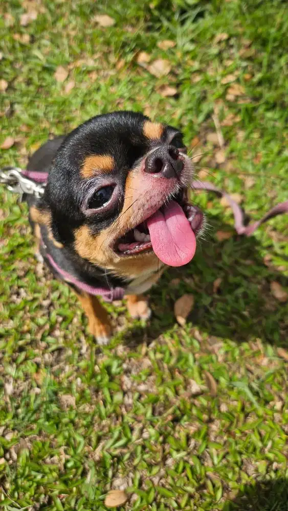 MINI CHIHUAHUA – TINY BUT FULL OF CHARM