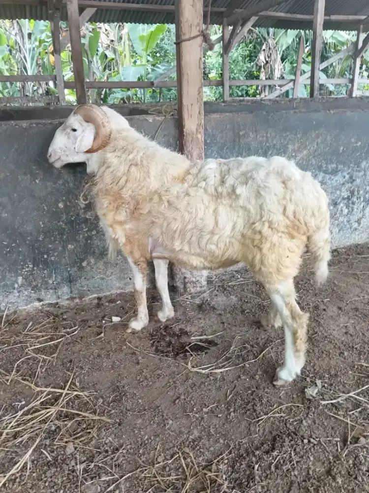 Kambing qurban dan aqiqah terbaik tahun 2026