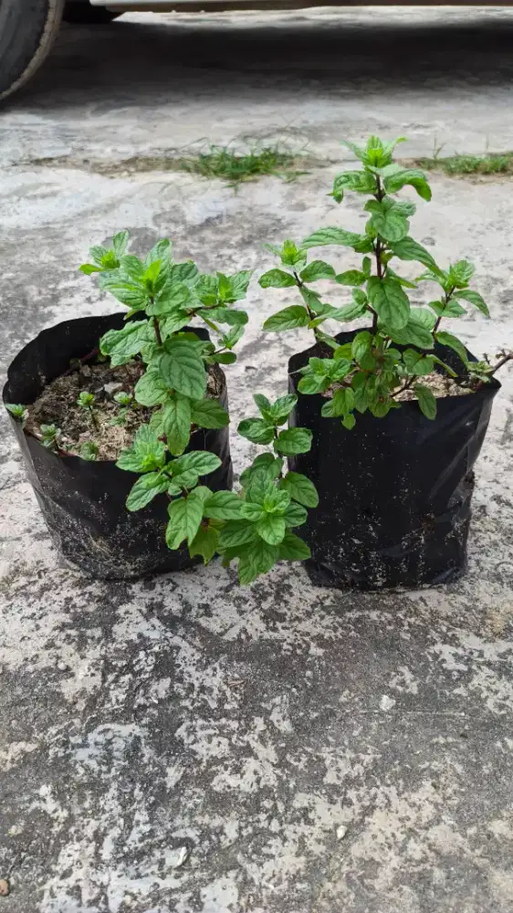 Tanaman Chocolate Mint