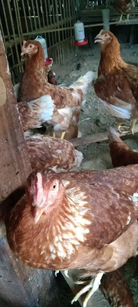 Ayam merah petelur