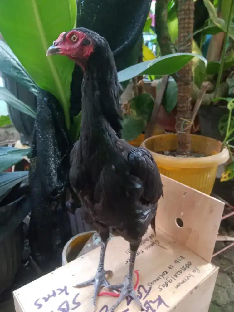 Ayam betina Bangkok klasik siap kawin