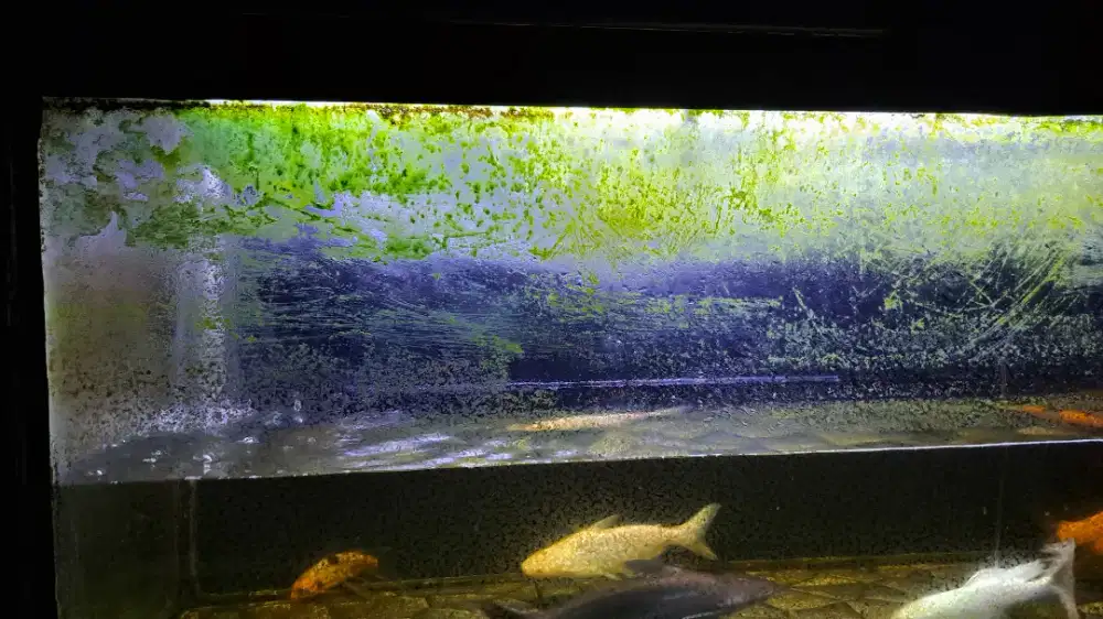Akuarium 150x50x50 + rak holo