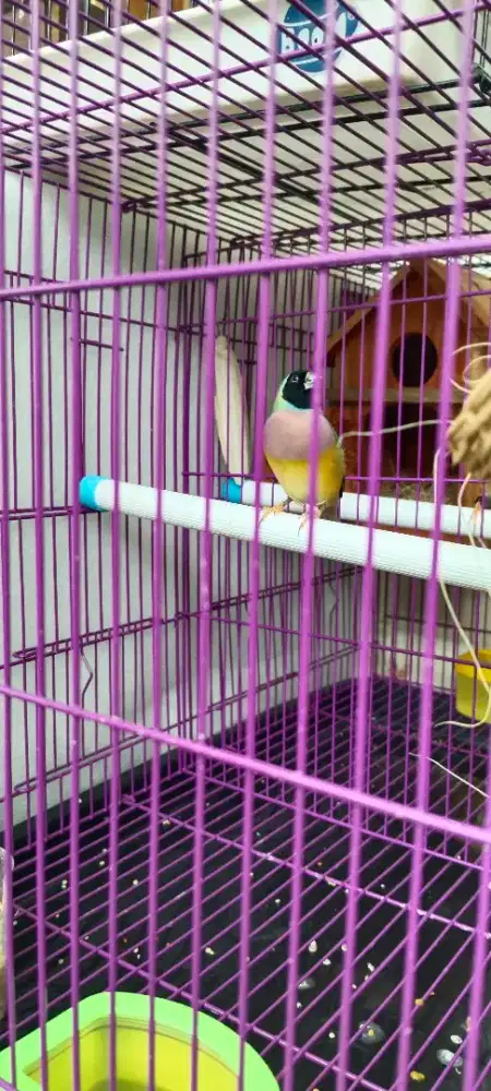 Burung Gould amadin beti