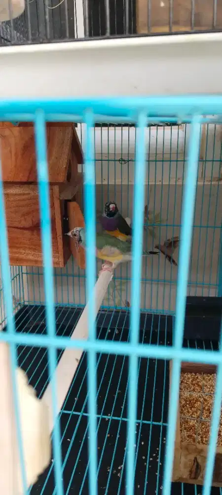 Burung Gould amadin murah