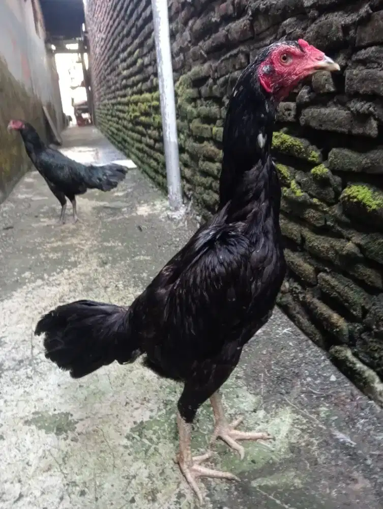 Ayam betina Bangkok badan mbotol awal nelor