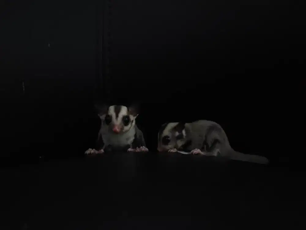 Sugar glider classic grey joey