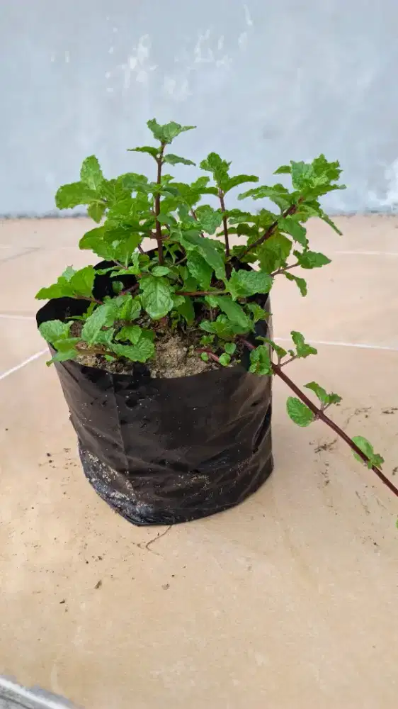Tanaman Spearmint