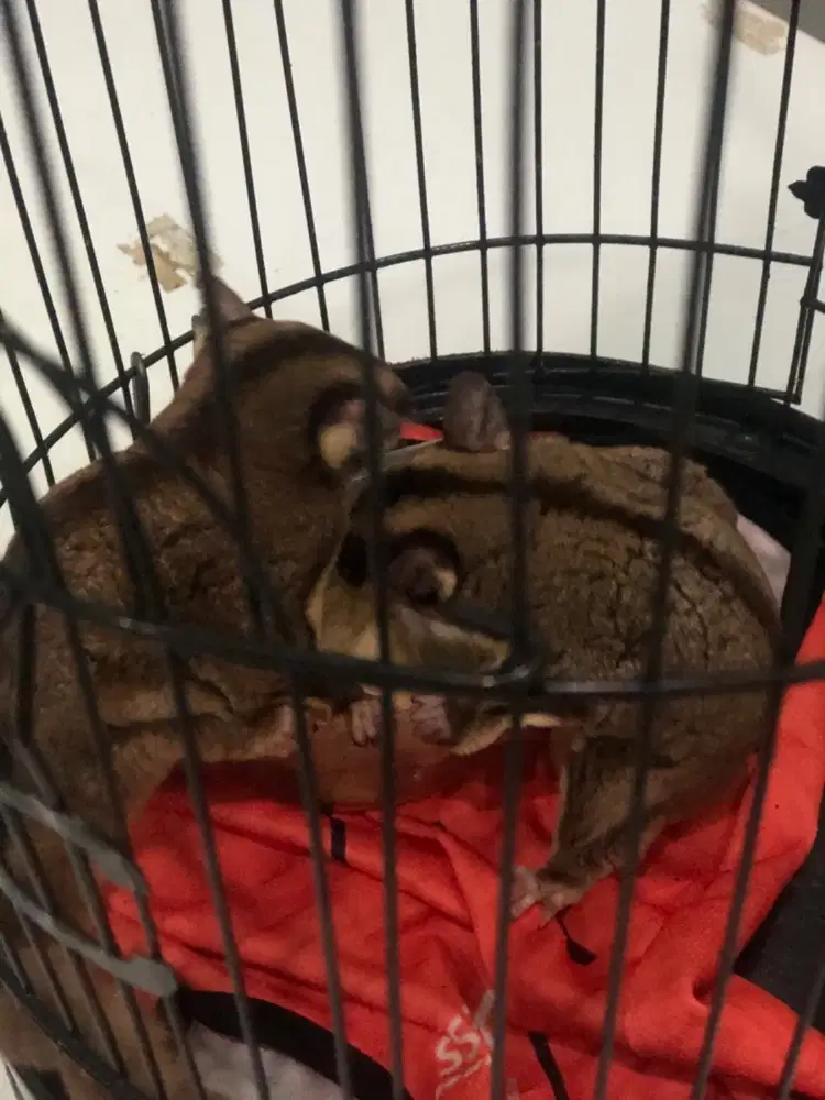 Sugar Glider Sepasang