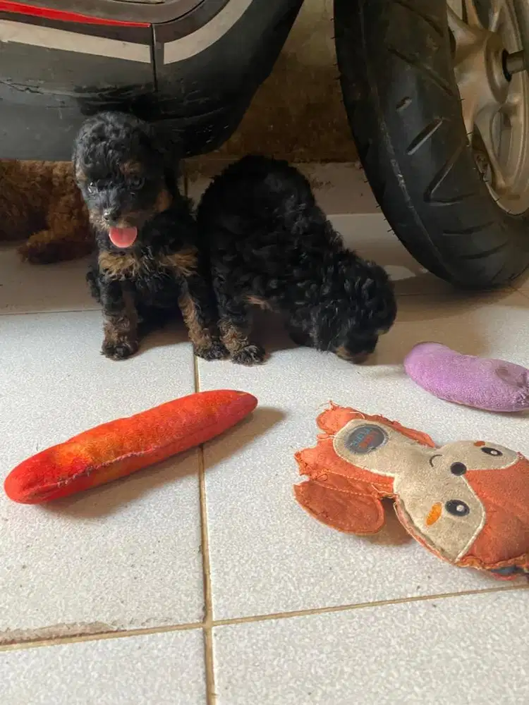 Toy poodle jantan phantom