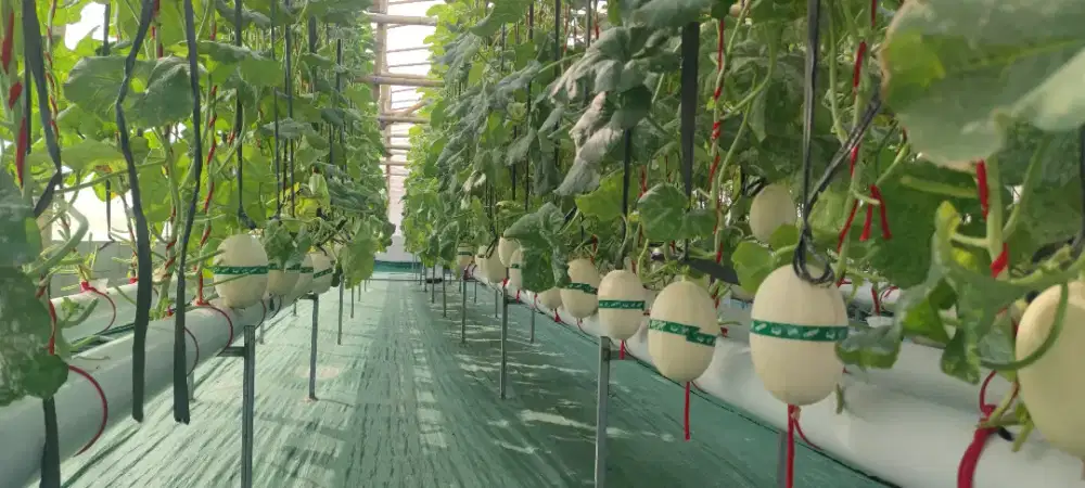 Open farm petik melon