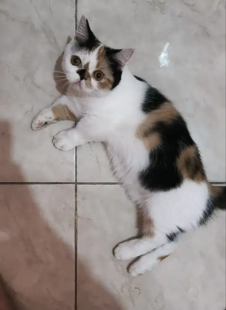 Kitten munchkin minuet betina
