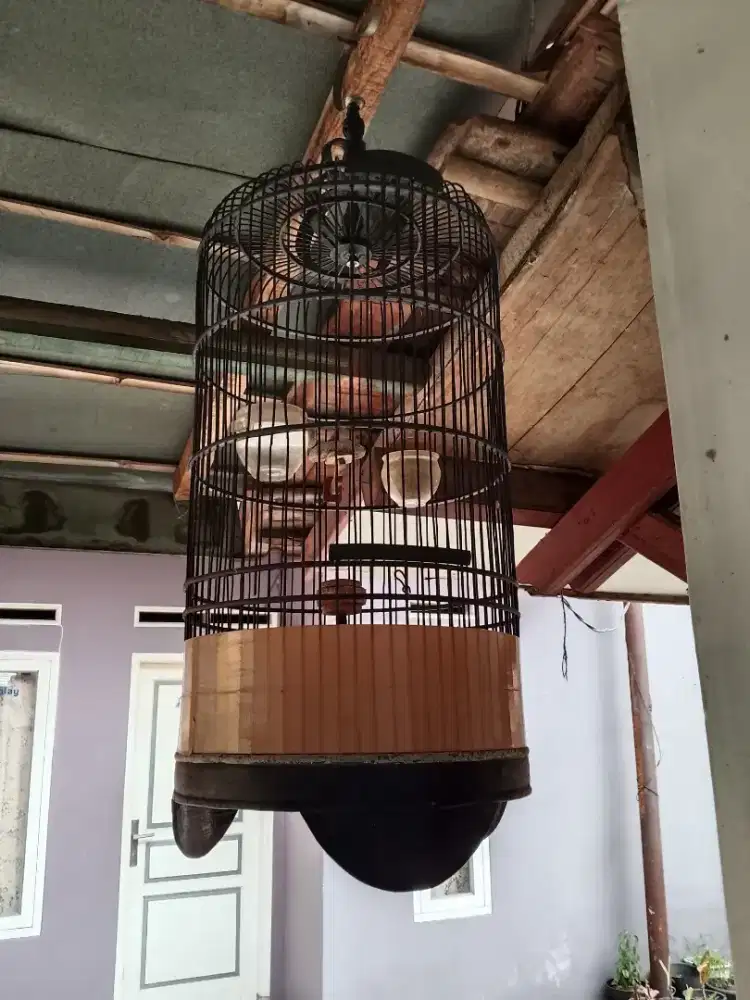 Branjangan atau titimplik atau apung