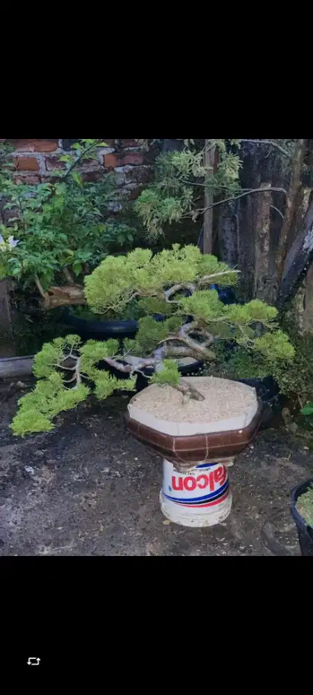 Cemara sinensis size medium