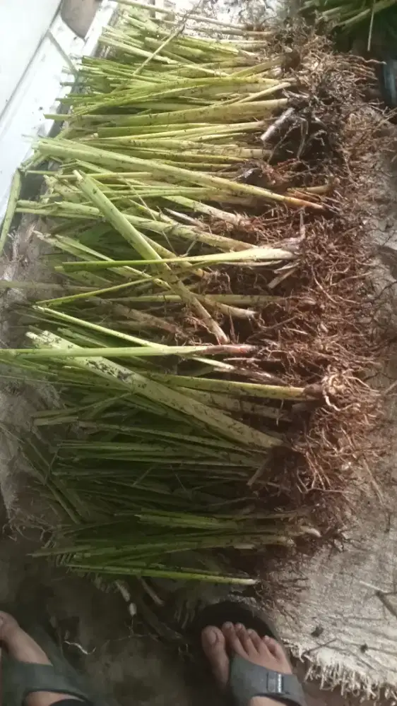 Rumput vetiver rumput penahan longsor