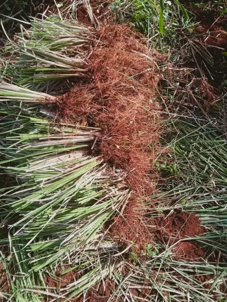 Rumput vetiver | rumput penahan tanah tebing