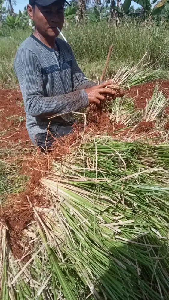 Rumput vetiver | rumput penahan tanah tebing