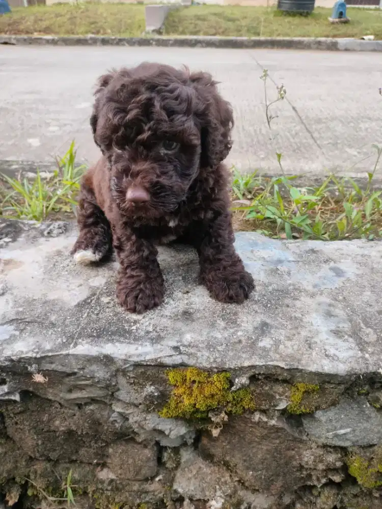 Di Jual Toy Poodle Choco Jantan