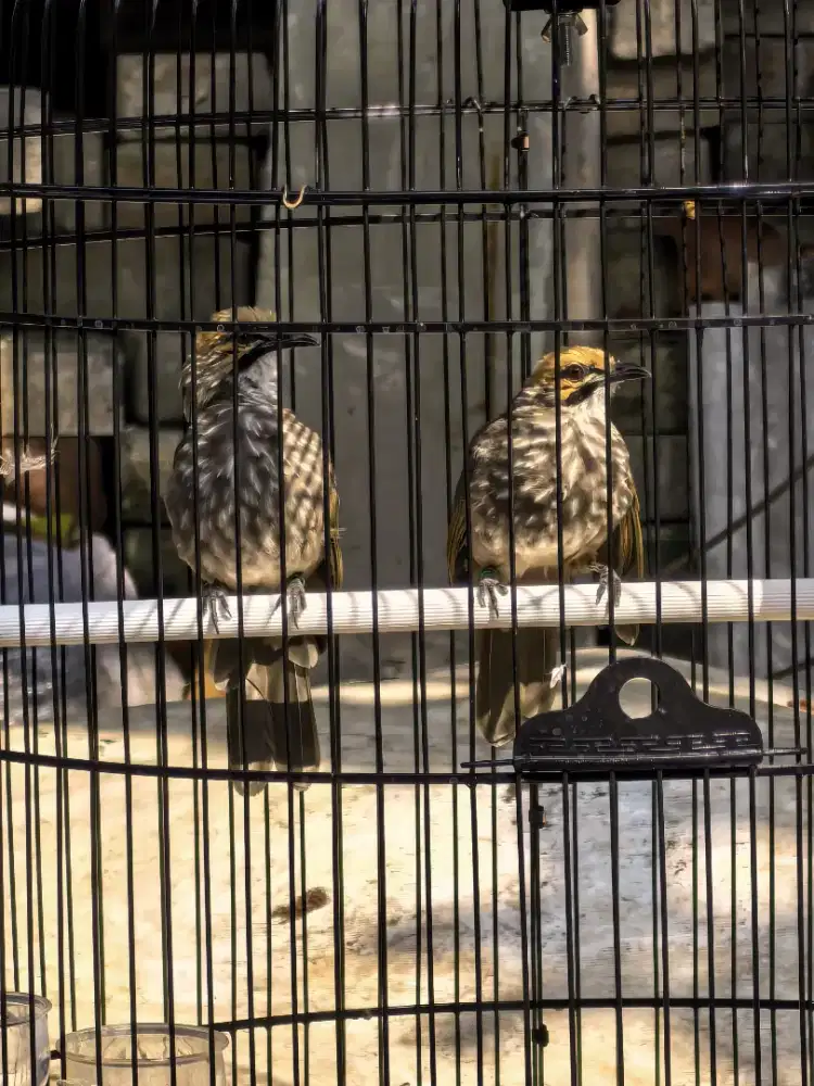 JUAL BURUNG CUCAK ROWO / CUCAK RAWA SEPASANG