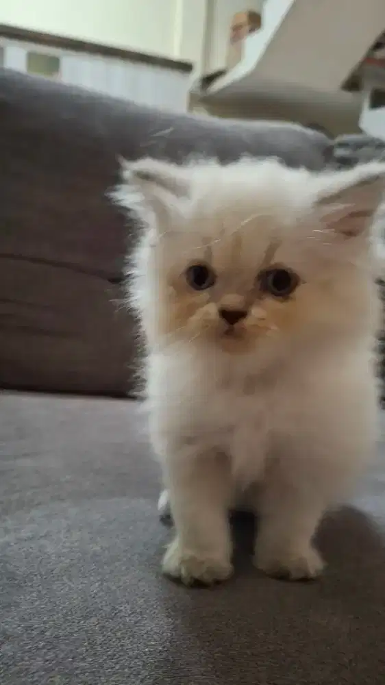Lepas adopsi persia himalaya betina 2 bulan