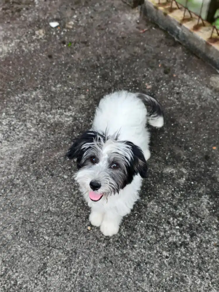 Mix breed Terrier betina