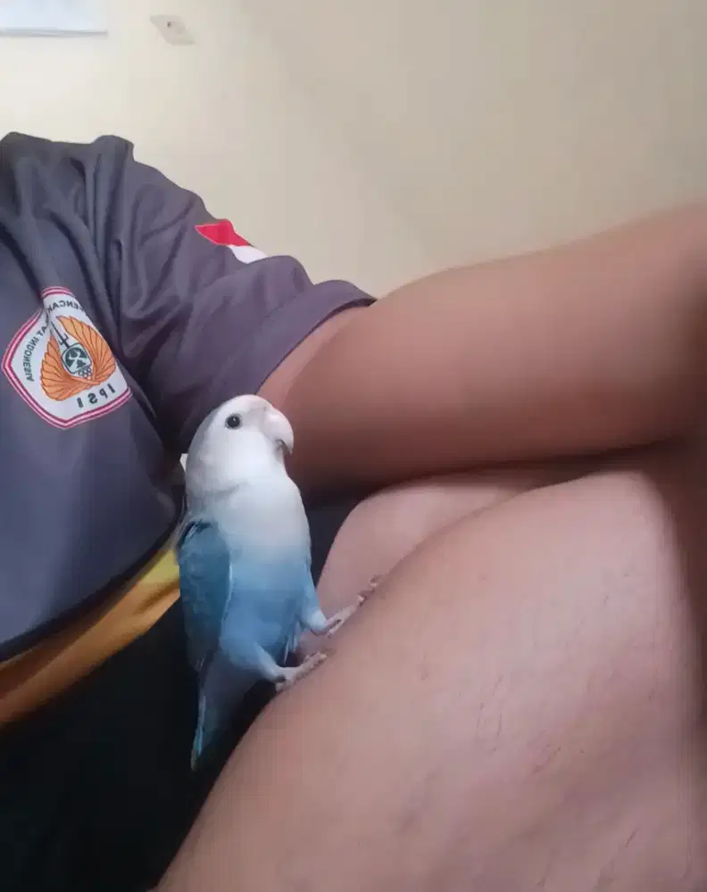 Lovebird Nonklep Jinak